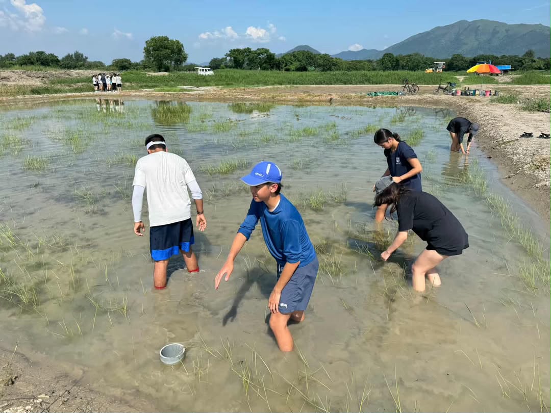 Students planting seagrass shoots in shallow wetland water