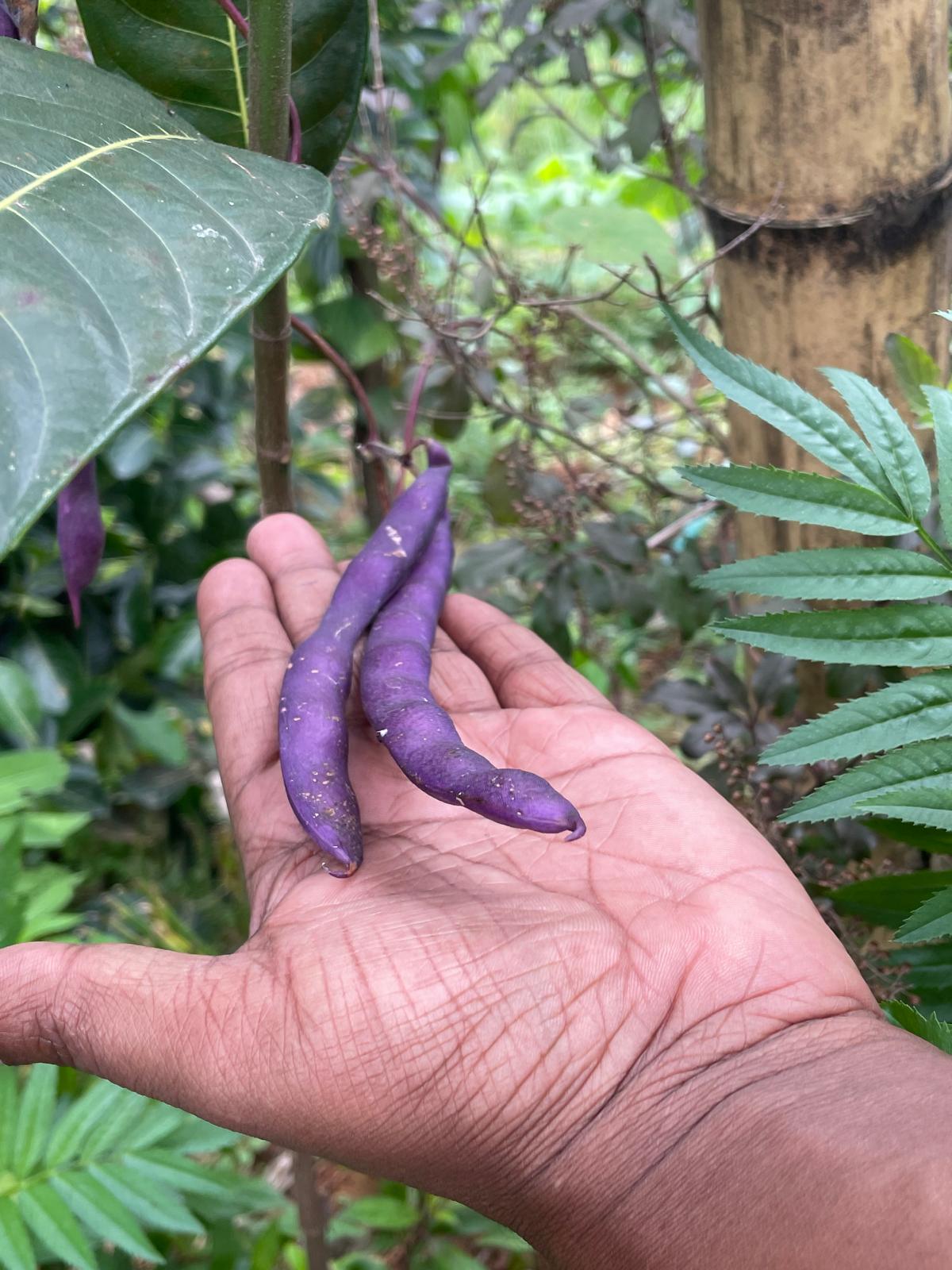 A hand holding two deep purple bean pods in front of dense green foliage