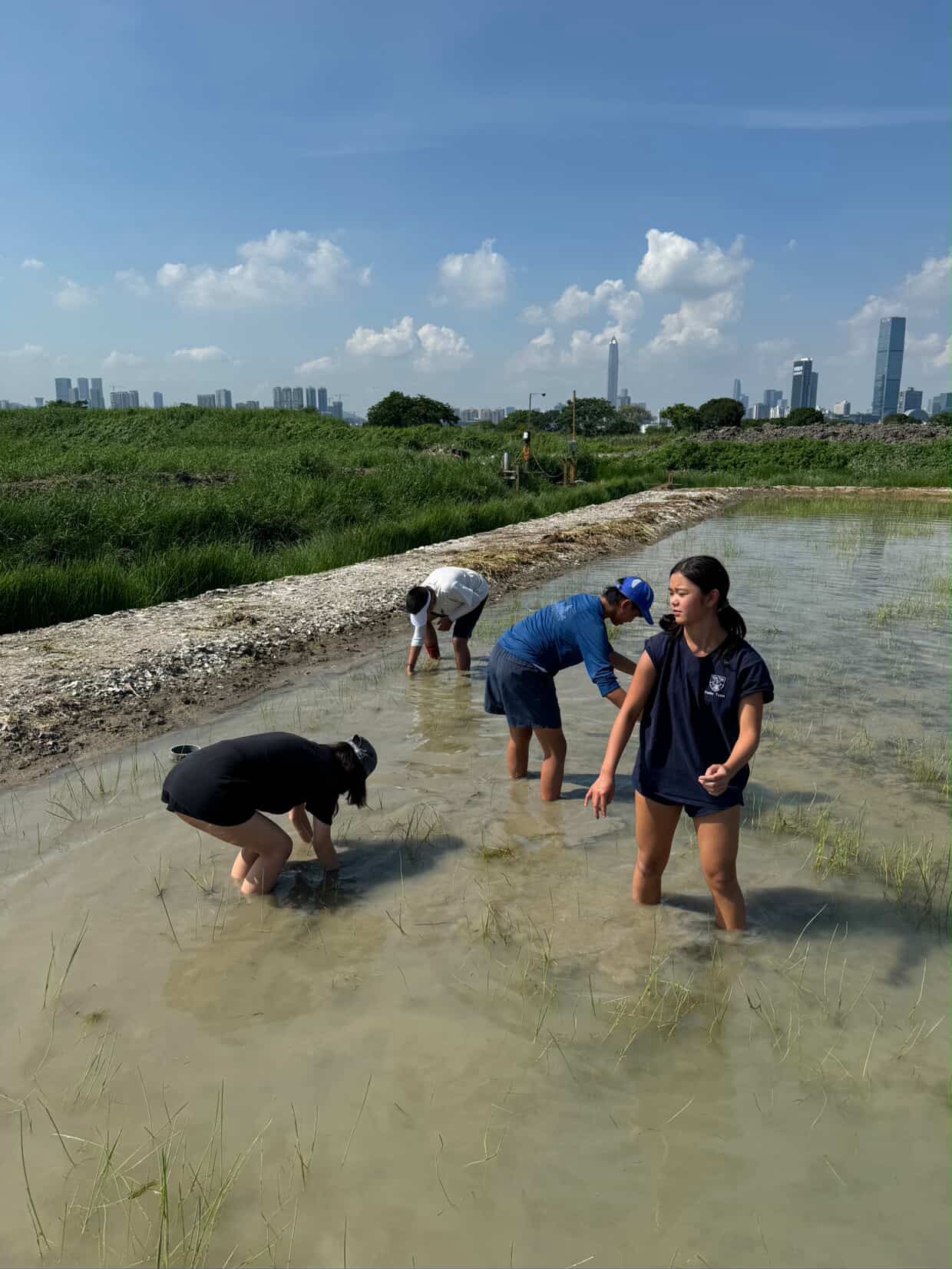 Wetland restoration work with the Shenzhen skyline in the distance
